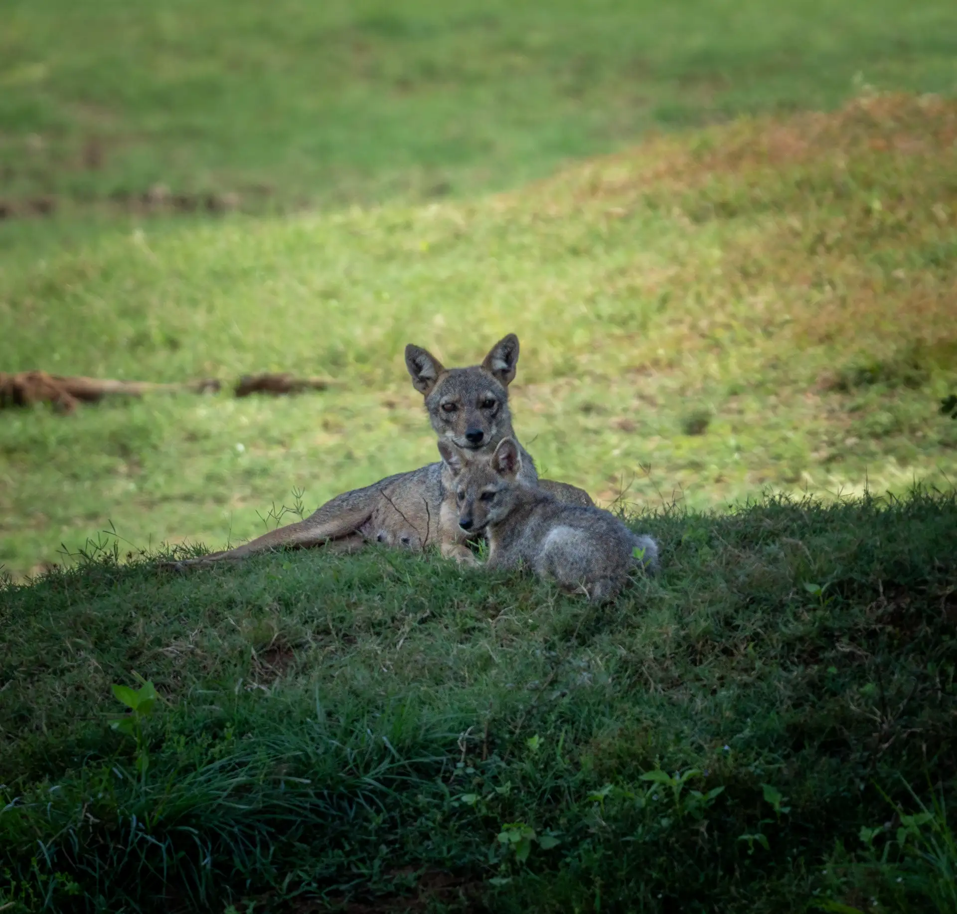 Two golden jackals resting together on grass, Sri Lanka